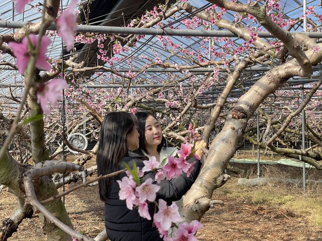 경산 복숭아, 봄꽃과 함께 전하는 지역 농업 활력