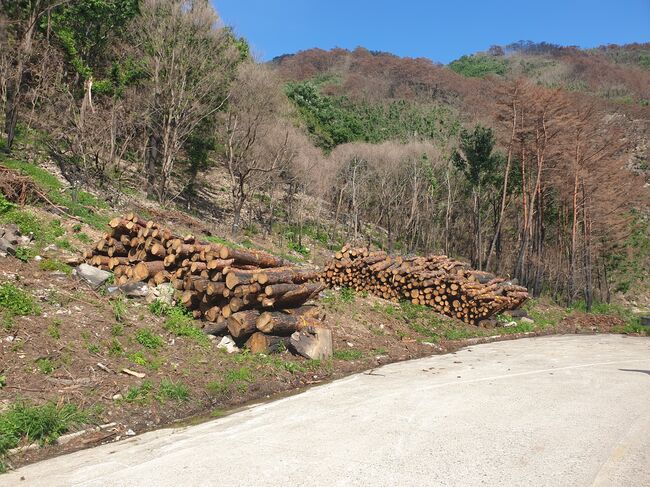 산불 피해목, 버리지 않고 건축자재로…
